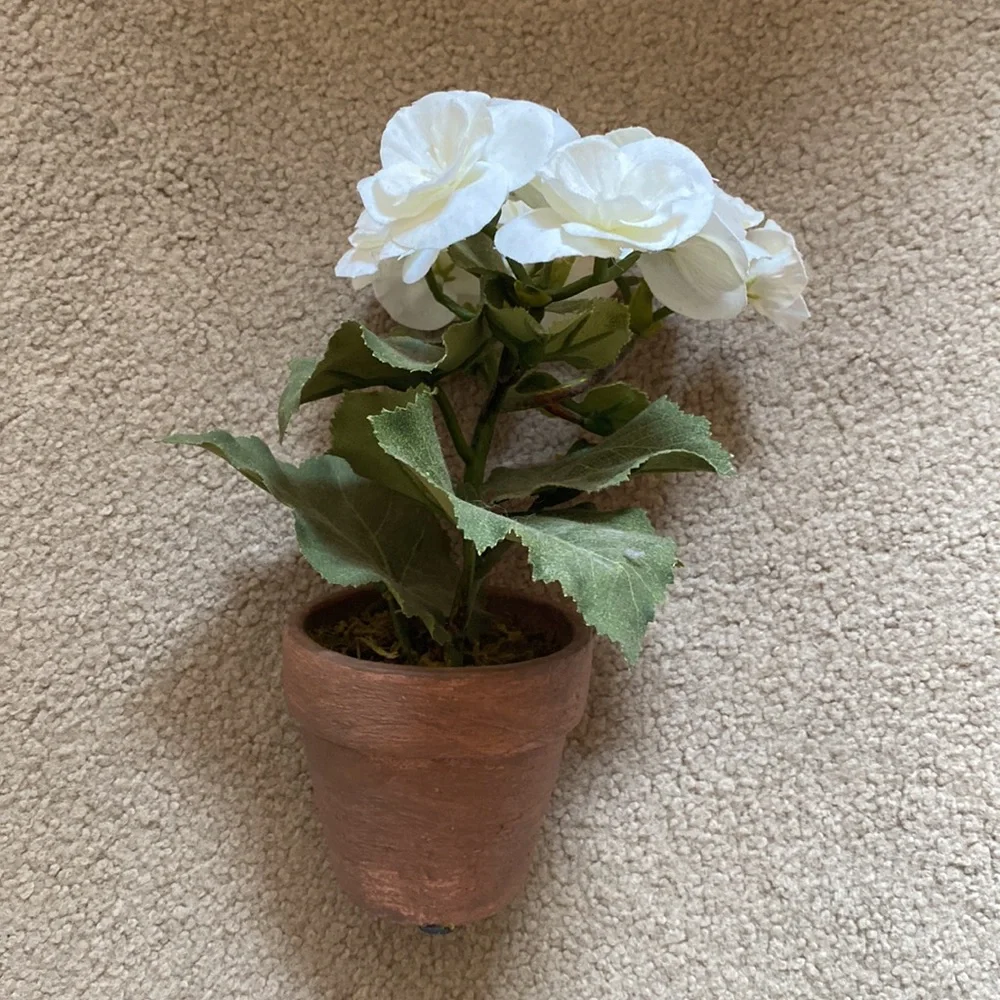 Terra Cotta White Potted Rose